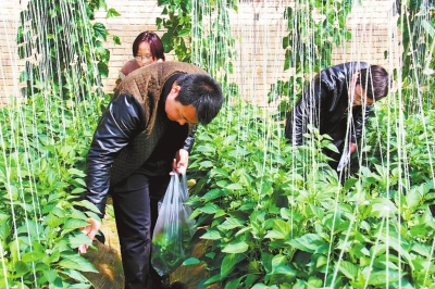庆阳农产品质量安全监督管理站工作人员对8县