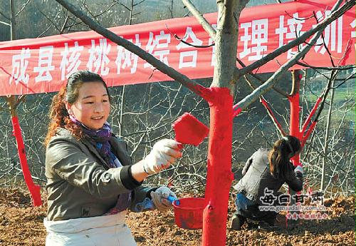 成县技术人员指导冬季核桃树管理