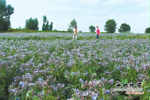游客在永昌县南坝乡观赏琉璃苣花卉