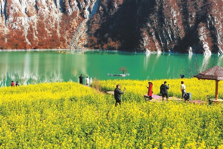 文县境内油菜花竞相绽放