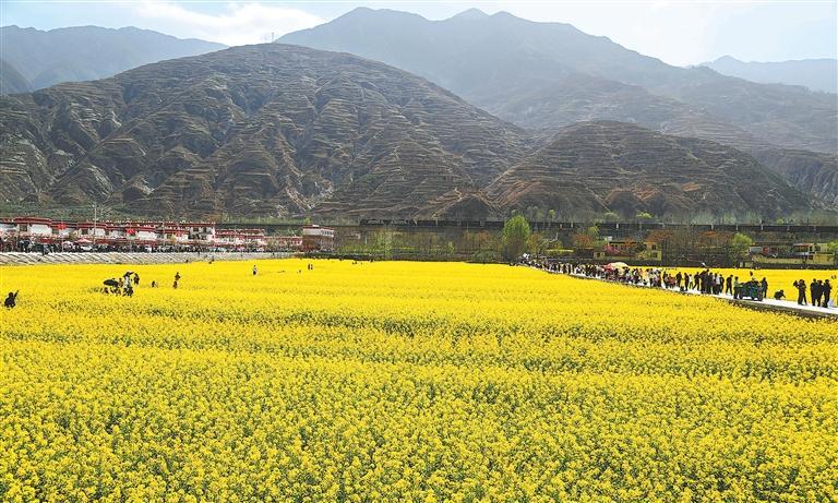 陇南市武都区坪垭藏族乡的油菜花竞相绽放