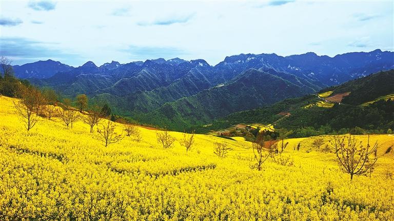 徽县大河店镇腰庄村成片的高山油菜花竞相绽放_图片新闻_甘肃省人民
