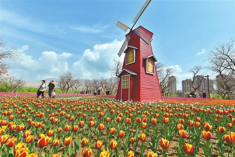 永靖县刘家峡镇黄河花堤的郁金香竞相盛开