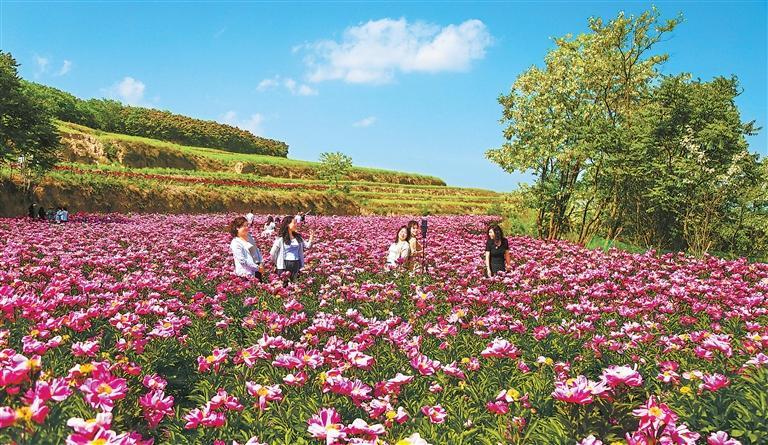 西和县十里镇土桥村芍药花竞相绽放吸引众多游客前来赏花游玩